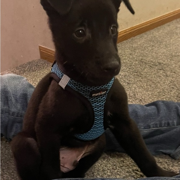 Phoenix!! - Picture 3 of 4